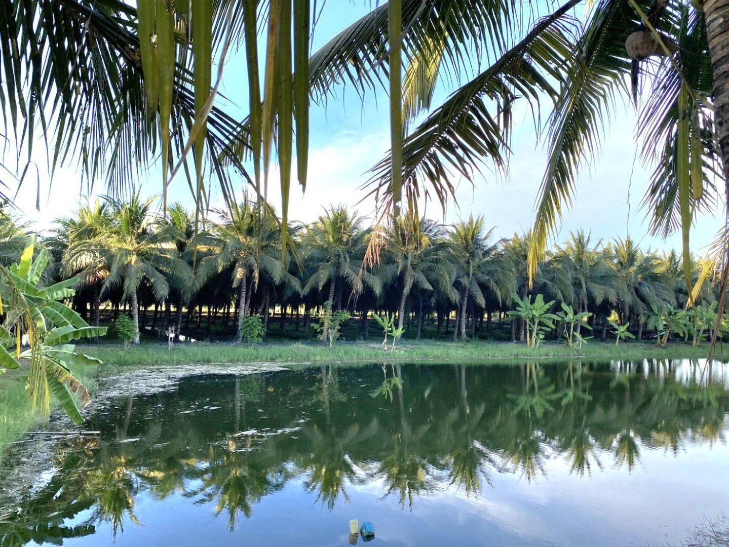 ขายสวนมะพร้าวน้ำหอมและสวนไผ่ซางหม่น 14 ไร่ 3 งาน 76 ตรว. พร้อมอาคารสิ่งปลูกสร้าง